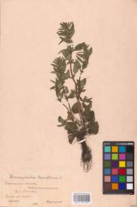 MHA 0 155 949, Змееголовник тимьяноцветковый L., Восточная Европа, Центральный лесостепной район (E6) (Россия)