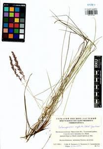 Вейник прямой (Timm) Koeler, Сибирь, Прибайкалье и Забайкалье (S4) (Россия)