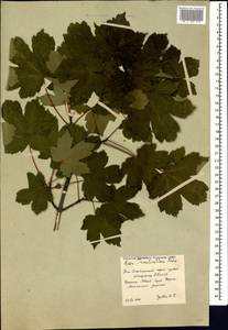 Acer heldreichii subsp. trautvetteri (Medvedev) A. E. Murray, Кавказ, Южная Осетия (K4b) (Южная Осетия)