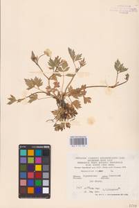 Лютик ползучий L., Восточная Европа, Центральный лесостепной район (E6) (Россия)