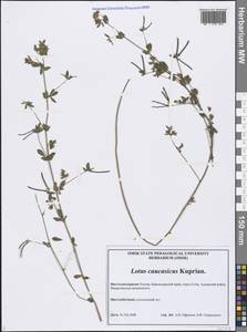 Lotus corniculatus subsp. corniculatus, Кавказ, Черноморское побережье (от Новороссийска до Адлера) (K3) (Россия)