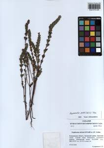 Очанка гребенчатая Ten., Сибирь, Алтай и Саяны (S2) (Россия)