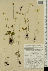 Белозор болотный L., Монголия (MONG) (Монголия)