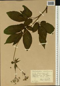 Бутень ароматный L., Восточная Европа, Западно-Украинский район (E13) (Украина)