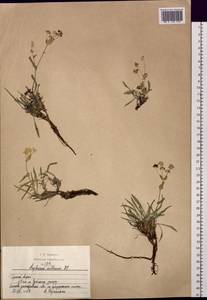 Володушка многожилковая DC., Сибирь, Алтай и Саяны (S2) (Россия)