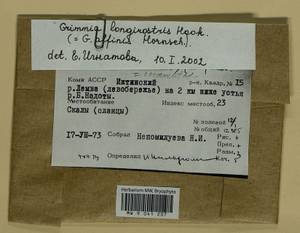 Grimmia longirostris Hook., Гербарий мохообразных, Мхи - Архангельская и Вологодская области, Коми, Ненецкий АО (B7) (Россия)