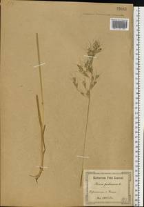 Avenula pubescens (Huds.) Dumort., Восточная Европа, Южно-Украинский район (E12) (Украина)