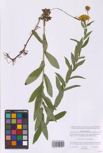 Pentanema salicinum (L.) D.Gut.Larr., Santos-Vicente, Anderb., E.Rico & M.M.Mart.Ort., Восточная Европа, Московская область и Москва (E4a) (Россия)