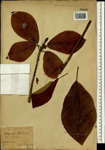 Magnolia wieseneri Carr, Зарубежная Азия (ASIA) (Япония)