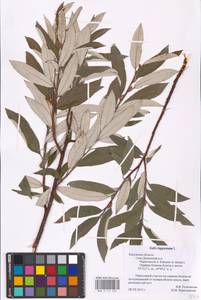 Ива лопарская L., Восточная Европа, Центральный район (E4) (Россия)