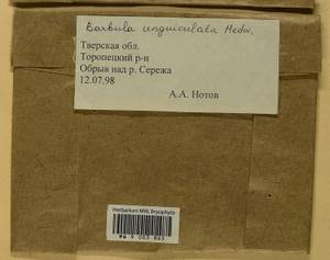 Barbula unguiculata Hedw., Гербарий мохообразных, Мхи - Центральное Нечерноземье (B6) (Россия)