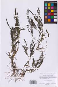 Омежник водный, Омежник водяной (L.) Poir., Восточная Европа, Московская область и Москва (E4a) (Россия)