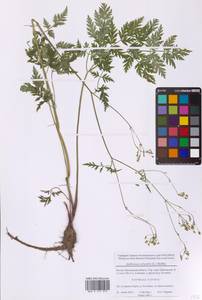 Купырь лесной (L.) Hoffm., Восточная Европа, Московская область и Москва (E4a) (Россия)