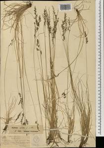 Овсяница овечья L., Монголия (MONG) (Монголия)