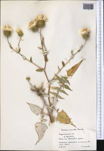 Cousinia coronata Franch., Средняя Азия и Казахстан, Памир и Памиро-Алай (M2) (Туркмения)