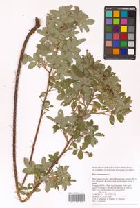 Шиповник майский Herrm., Восточная Европа, Нижневолжский район (E9) (Россия)