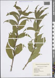 Персик обыкновенный (L.) Stokes, Восточная Европа, Московская область и Москва (E4a) (Россия)