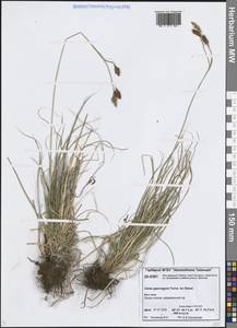 Осока каменистая, Сибирь, Центральная Сибирь (S3) (Россия)