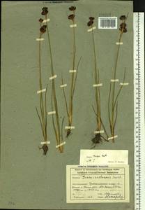Juncus castaneus subsp. triceps (Rostk.) V. Novik., Сибирь, Алтай и Саяны (S2) (Россия)