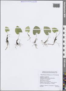 Майник двулистный (L.) F.W.Schmidt, Восточная Европа, Центральный район (E4) (Россия)