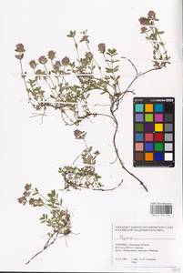 MHA 0 156 790, Чабрец, Восточная Европа, Западно-Украинский район (E13) (Украина)