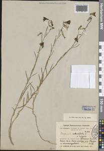 Колокольчик круглолистный L., Сибирь, Центральная Сибирь (S3) (Россия)