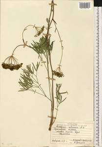 Горичник русский M.Bieb., Восточная Европа, Нижневолжский район (E9) (Россия)