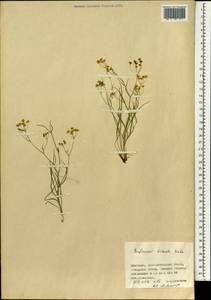 Володушка двустебельная Helm, Монголия (MONG) (Монголия)