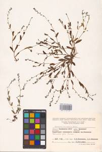 MHA 0 153 231, Незабудка прямостоячая Link ex Roem. & Schult., Восточная Европа, Нижневолжский район (E9) (Россия)