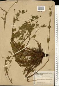 Potentilla thuringiaca subsp. goldbachii (Rupr.) Th. Wolf, Восточная Европа, Московская область и Москва (E4a) (Россия)