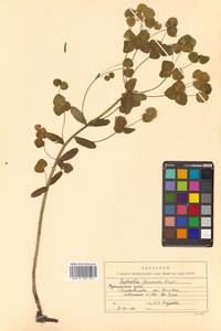 Молочай рощевый Rupr., Сибирь, Дальний Восток (S6) (Россия)