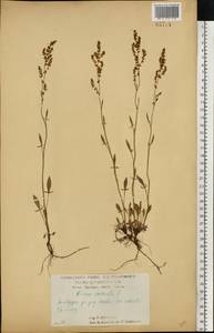Щавель воробьиный, Щавелек L., Восточная Европа, Центральный лесостепной район (E6) (Россия)