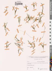 Рдест Фриза, Рдест Фриса Rupr., Сибирь, Якутия (S5) (Россия)