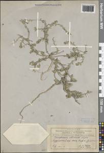 Верблюдка сибирская Iljin, Сибирь, Алтай и Саяны (S2) (Россия)