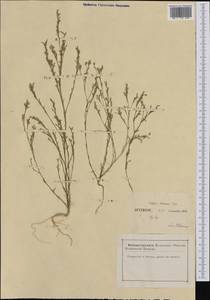 Bufonia paniculata Dubois, Западная Европа (EUR) (Франция)