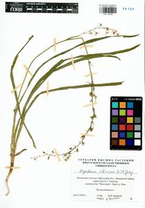 Антиклея сибирская (L.) Kunth, Сибирь, Прибайкалье и Забайкалье (S4) (Россия)