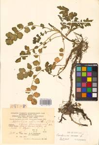 Сердечник горький L., Восточная Европа, Западно-Украинский район (E13) (Украина)