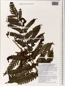 Woodwardia japonica (L. fil.) Sm., Зарубежная Азия (ASIA) (Вьетнам)