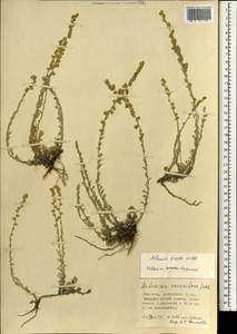 Полынь холодная Willd., Монголия (MONG) (Монголия)