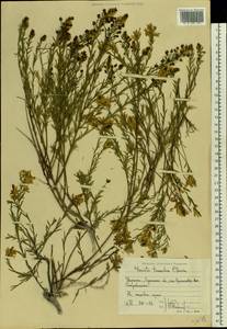 Genista tinctoria subsp. tinctoria, Восточная Европа, Северо-Украинский район (E11) (Украина)