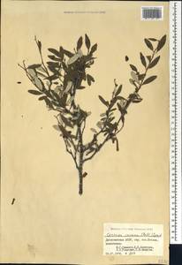 Prunus incana (Pall.) Steven, Кавказ, Дагестан (K2) (Россия)