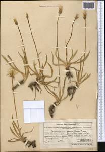 Козелец мелкоцветковый Jacq., Средняя Азия и Казахстан, Муюнкумы, Прибалхашье и Бетпак-Дала (M9) (Казахстан)