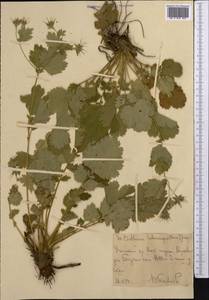 Geum heterocarpum Boiss., Средняя Азия и Казахстан, Западный Тянь-Шань и Каратау (M3) (Узбекистан)