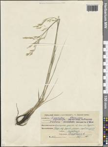 Овсяница кавказская (Boiss.) Hack. ex Trautv., Кавказ, Северная Осетия, Ингушетия и Чечня (K1c) (Россия)