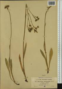 Pilosella anchusoides (Arv.-Touv.) Arv.-Touv., Западная Европа (EUR) (Франция)