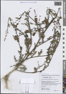 Марь белая L., Сибирь, Прибайкалье и Забайкалье (S4) (Россия)