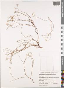 Polycarpaea corymbosa (L.) Lam., Зарубежная Азия (ASIA) (Вьетнам)