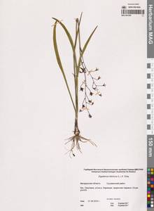 Антиклея сибирская (L.) Kunth, Сибирь, Чукотка и Камчатка (S7) (Россия)