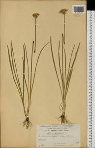 Лук угловатый L., Восточная Европа, Центральный лесостепной район (E6) (Россия)