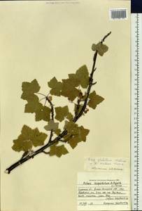Ribes spicatum subsp. lapponicum Hyl., Сибирь, Западная Сибирь (S1) (Россия)